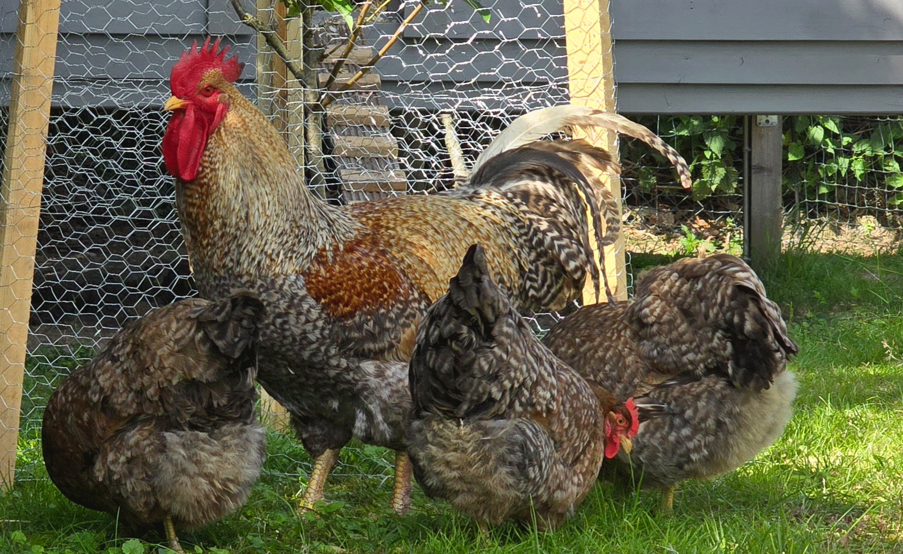 Bielefelder Kennhuhn